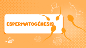 Espermatogénesis