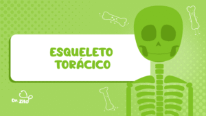 Esqueleto torácico