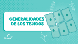 Aspectos generales de los tejidos